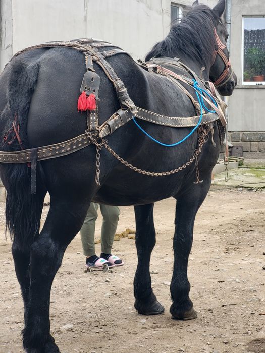 3 iepe grele de vanzare sau schimb