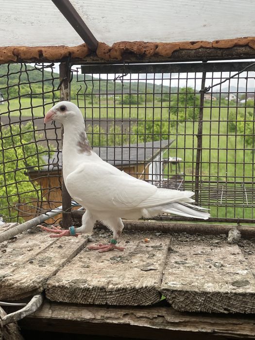 Vand  voiajori germani, pui. (simi)