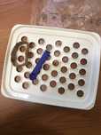 Tupperware, пельменница