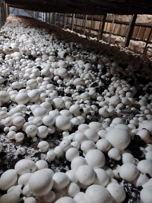 Ciuperci Champignon Albe Producator