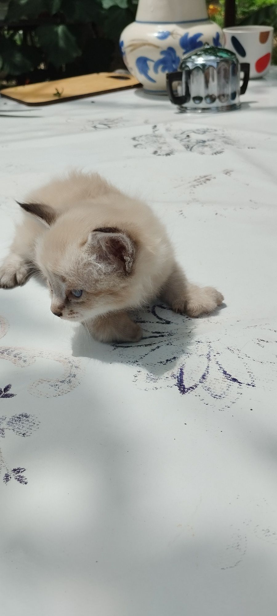 Котята онь красивые