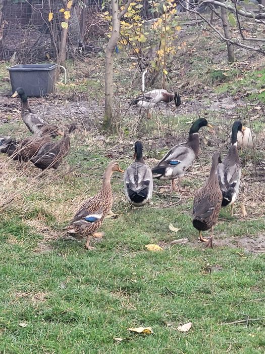 Vand oua rate indiene alergatoare ratoi