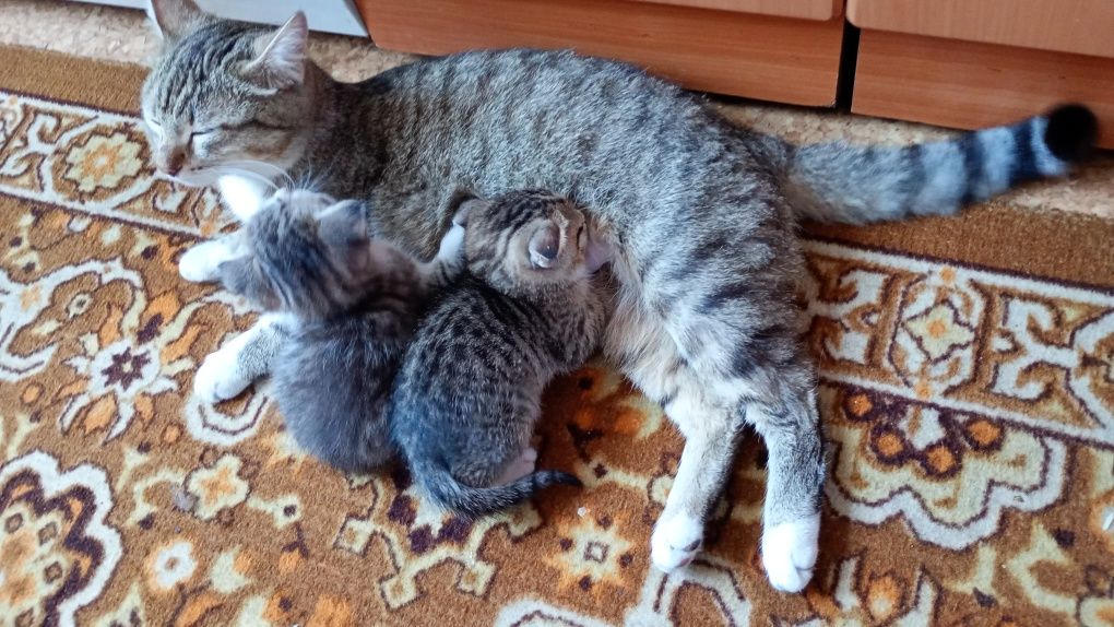 Кошка и два кота отдам бесплатно
