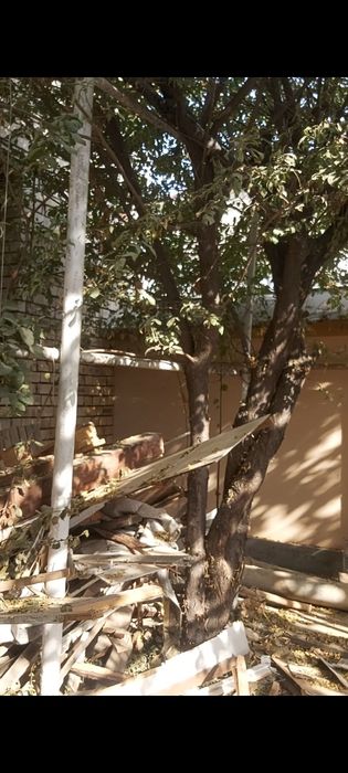 O‘tin va daraxt bor