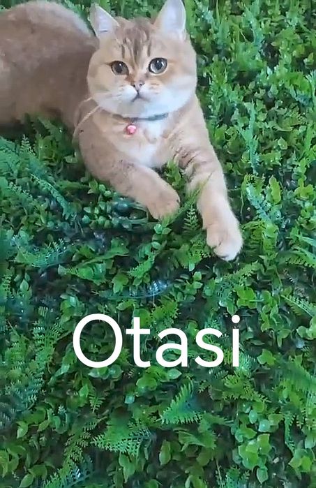 Slever shinshila mushuk.Серебристая шиншилла