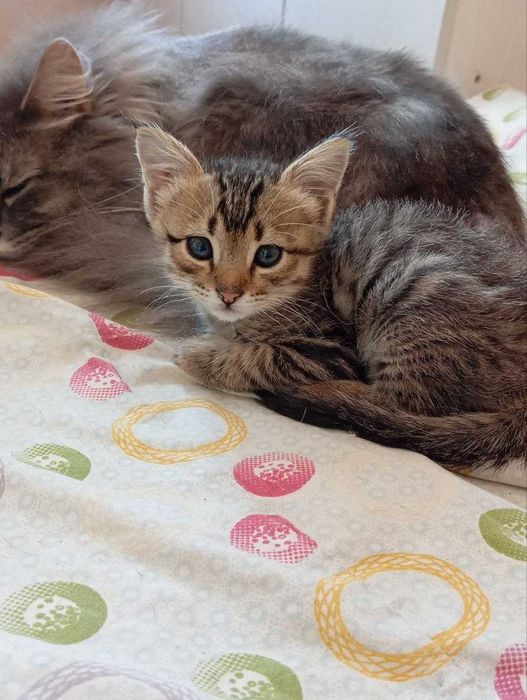 бесплатно отдам котёнка