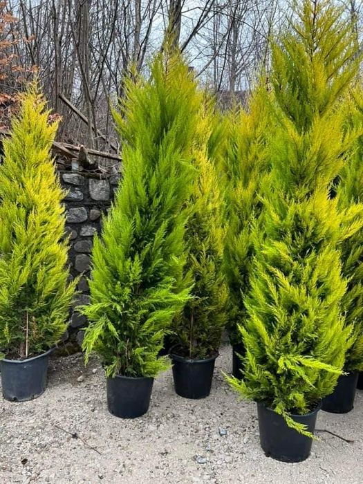 Vand plante ornamentale orice specie oriunde in tara