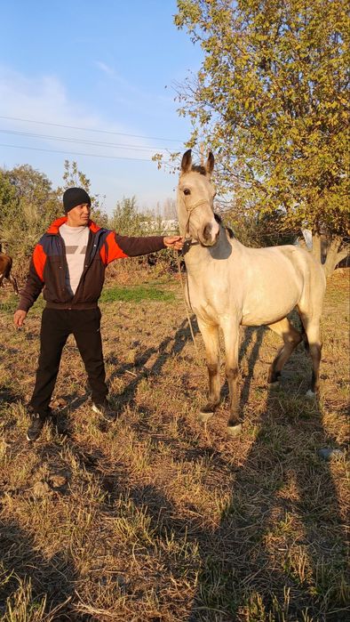 Той сотилади !!!