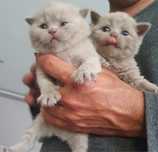 British shorthair crem