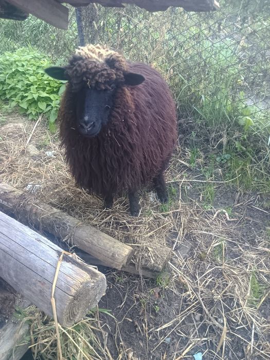 Vând urgent un mior și o mioară