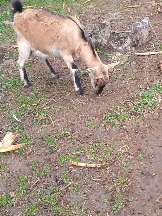 Vind caprâ gestantâ