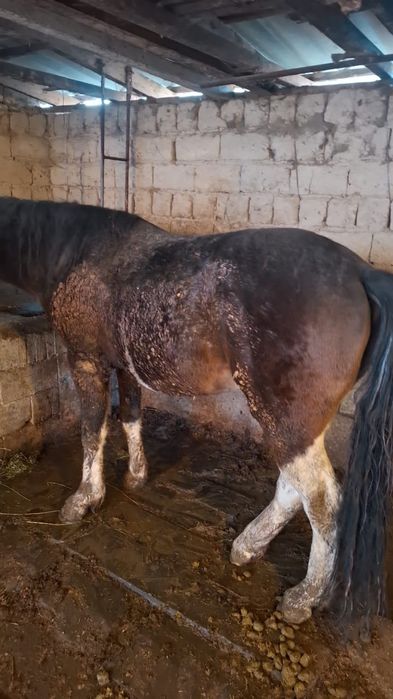 Жылқы  және  өгіз