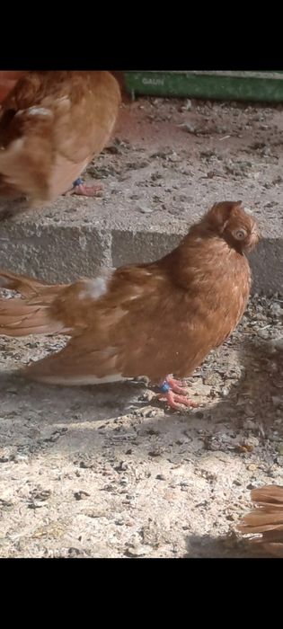 Porumbei jucători de călărași