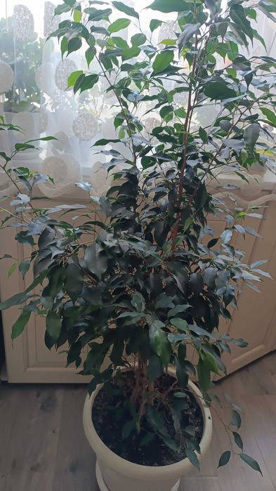 Продам цветок Фикус Бенжамина , разной высоты