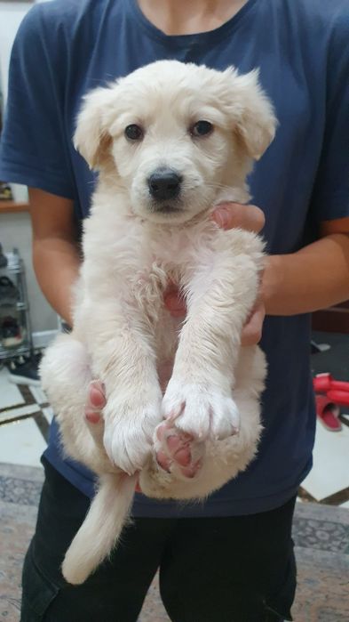 Отдам  щенка в хорошие руки