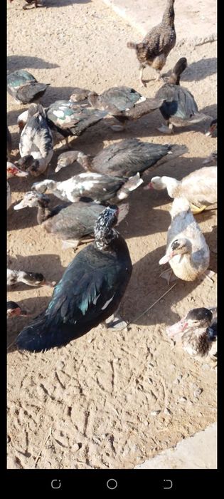 Индушкалар сотилади