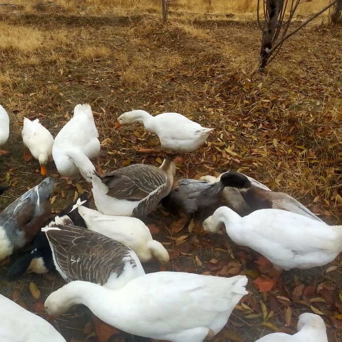 Гоз урдаклар сотилади