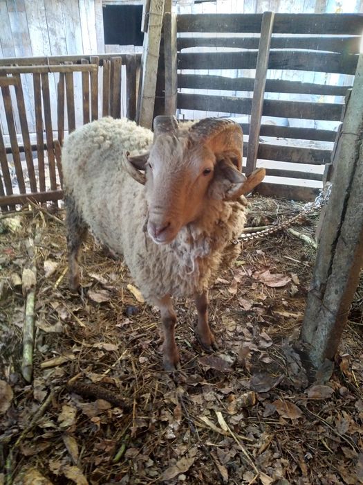 Vând berbec de presilă