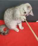 British shorthair tobby