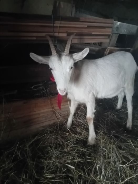 Vând  iadă de lapte sanen