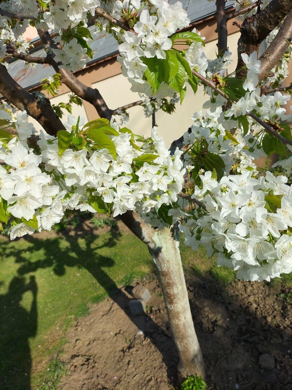 Tratamente Pomi Fructifteri si Plante Ornamentale