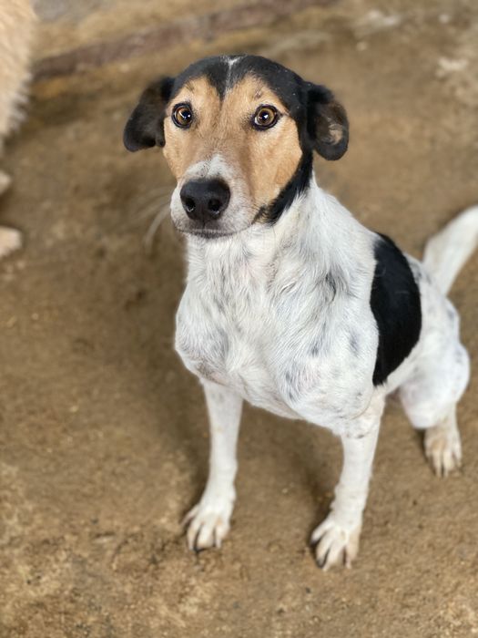 Ищем дом, девочка