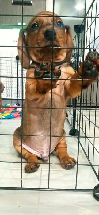 Продам щенков таксы