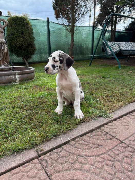 Dog German puiuti
