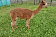 Vând alpaca mature