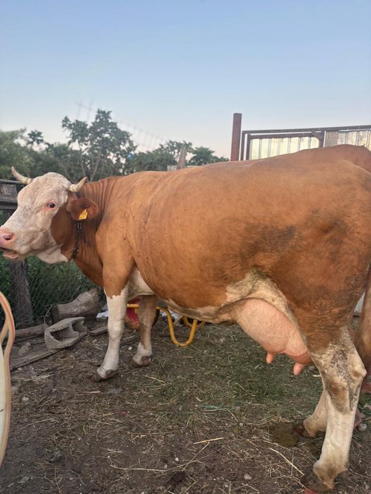 Vaca baltata germana  8 ani