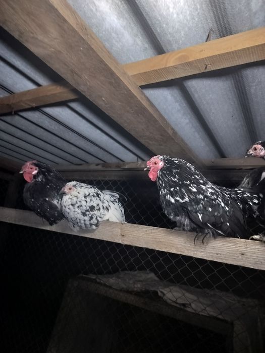 Продам пару карликовых кох мраморного