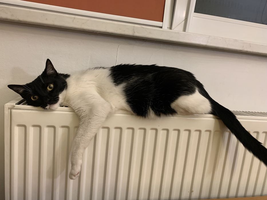 Ofer cazare animale/pet sitter pisici, hamsteri, FARA CAINI!!