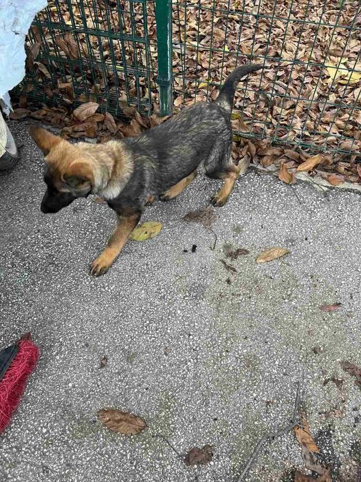 Немска Овчарка Женска | 6 месеца | 650 лв