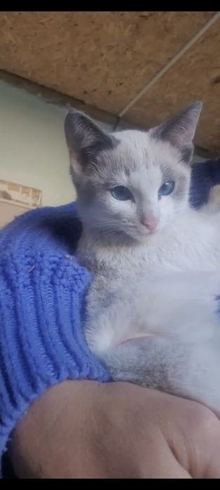 Кошечка в хорошие руки