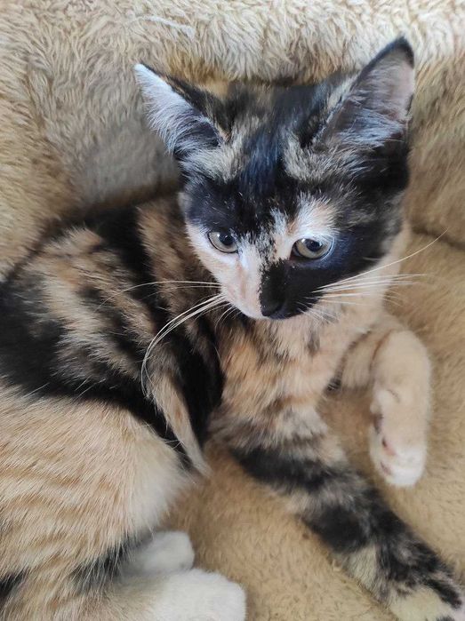 котёнок девочка 3 месяца