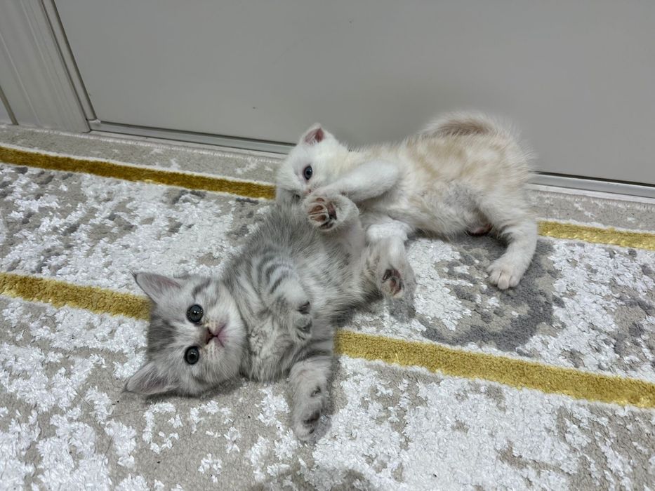 Продаются очаровательные вислоухие шотландские котята