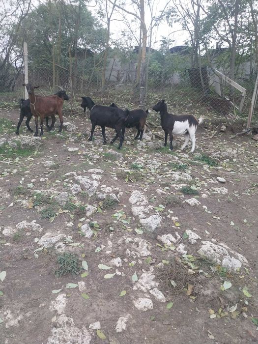 Млади млечни заплодени кози