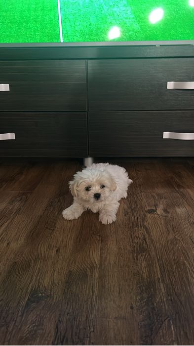 Bichon de vanzare