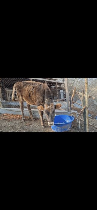 Тёлочка Алатауская