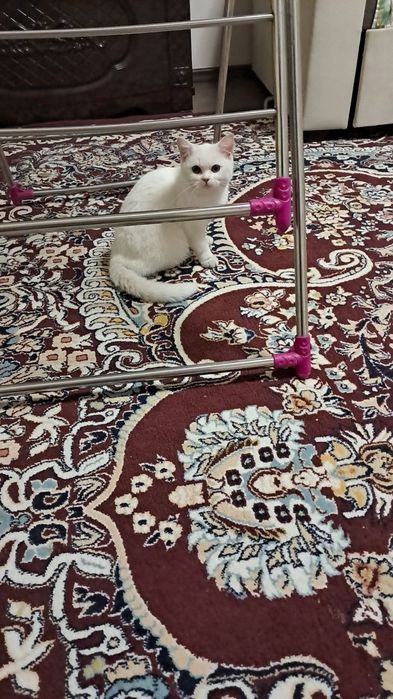 Шотланский страйт