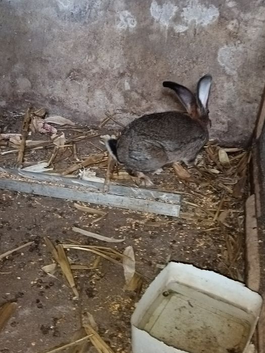 Белгийски Великан