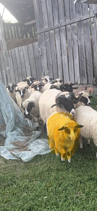 Vând mielute și berbecuți