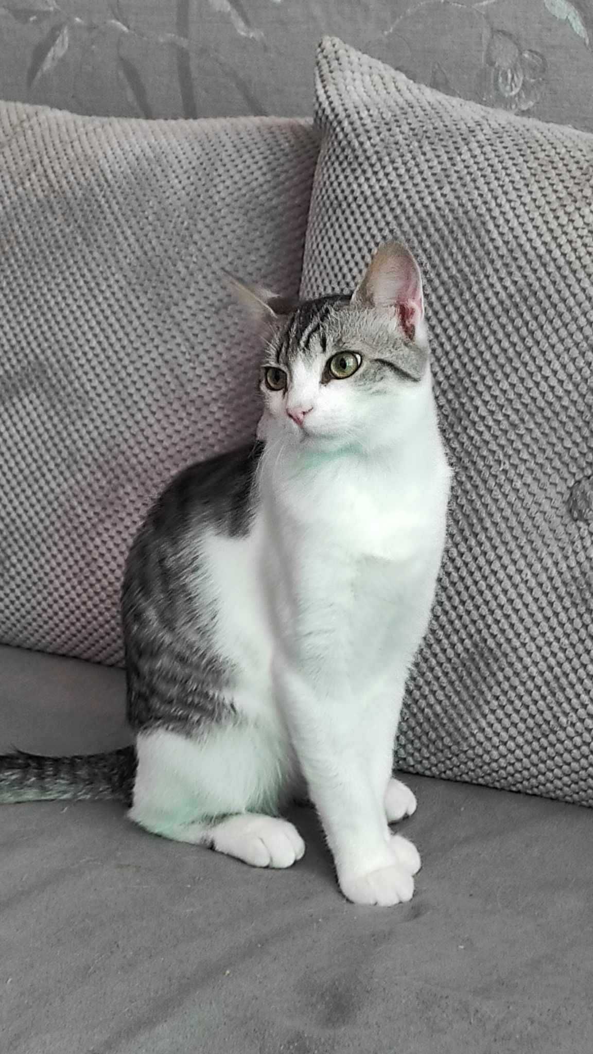 Подарява се мъжко  котенце