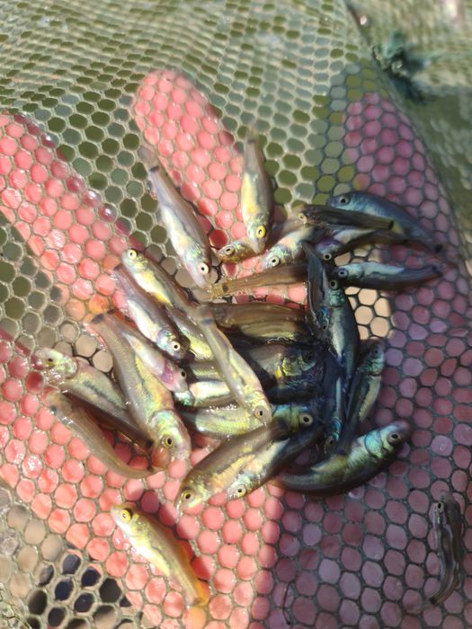 Puiet peste LIN vara 1