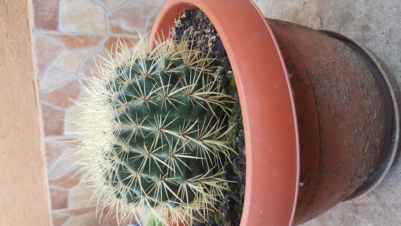 Cactus original di Italia