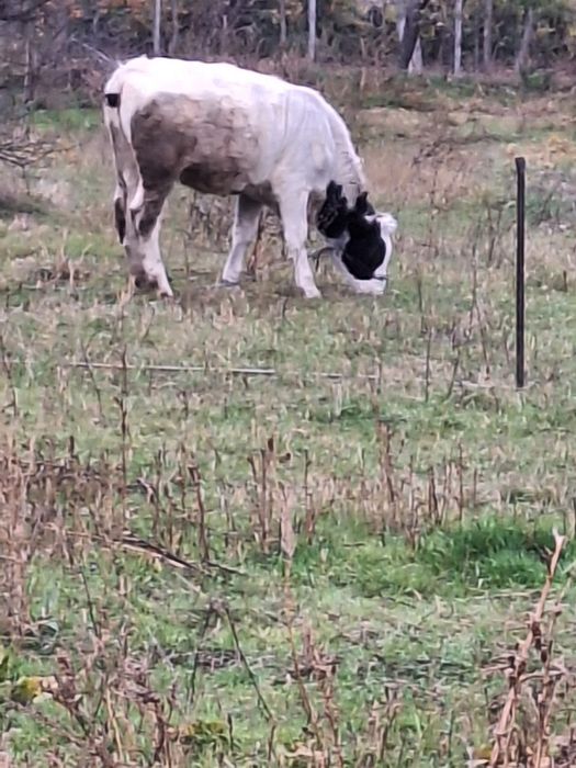 Vițică de vânzare
