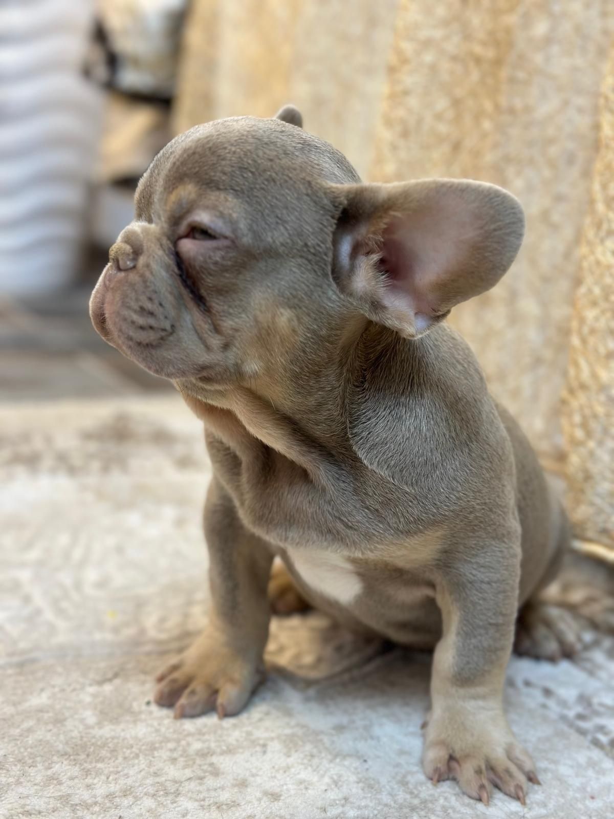 Bulldog francez mascul
