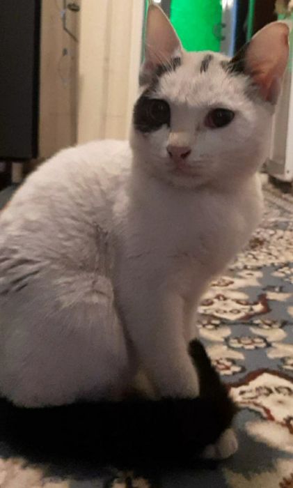 Chiroyli oq mushukcha topib olindi