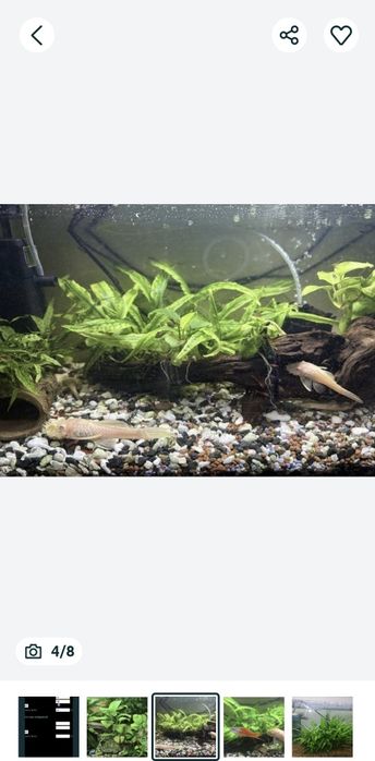 Creveti red sacura și decoruri cu plante prinse natural pe ele