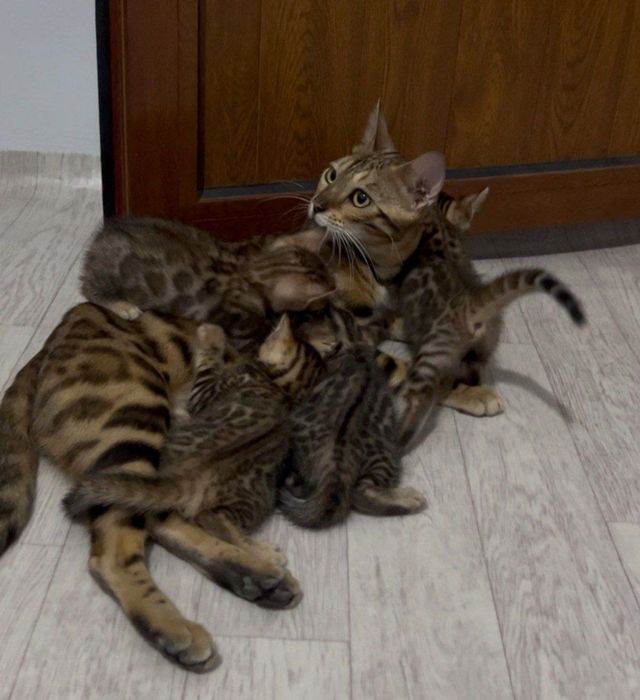 Котенок бенгал 1.5 месяца